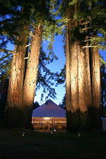 Uplighting on Redwood trees