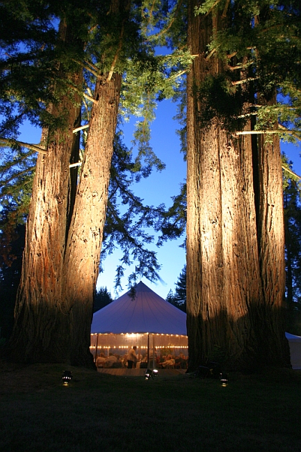 lightingredwoods-full.jpg